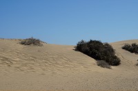 561_SS101310.jpg