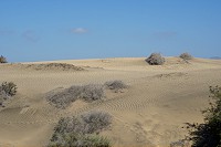 563_SS101313.jpg