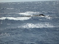 0362_M_IMG_2009.JPG