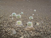 0389_IMG_1416.JPG