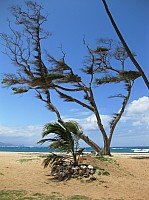 0488_IMG_1985.JPG