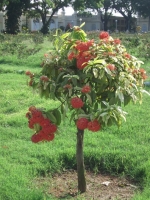 CIMG0684.jpg