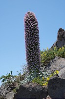 296_SS002713.jpg