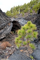 339_SS002784.jpg