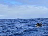 168_IMG_4653.jpg