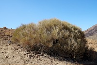 447_SS006096.jpg