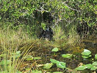 IMG_3172.jpg
