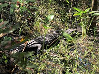 IMG_3188.jpg