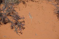156_DSC01449.jpg