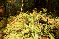 1159_SS105258.jpg