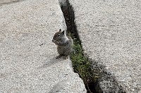 1729_SS106152.jpg