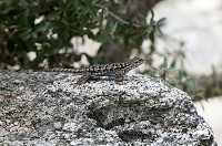 1747_SS106192.jpg
