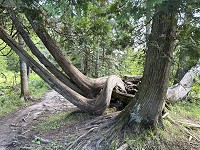0872_IMG_0806a.jpg